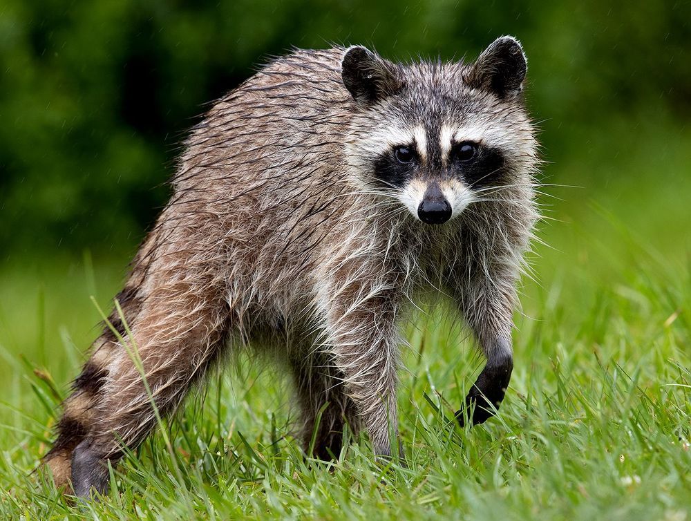 Raccoon - Енот-полоскун