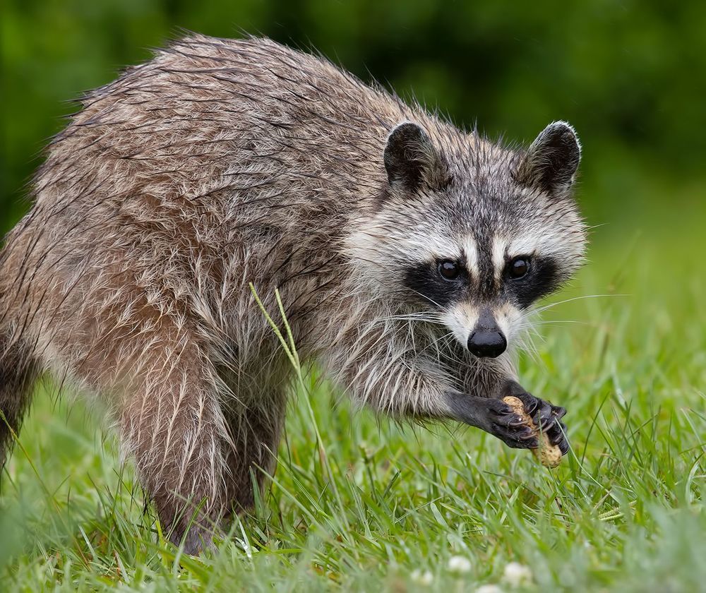 Raccoon - Енот-полоскун