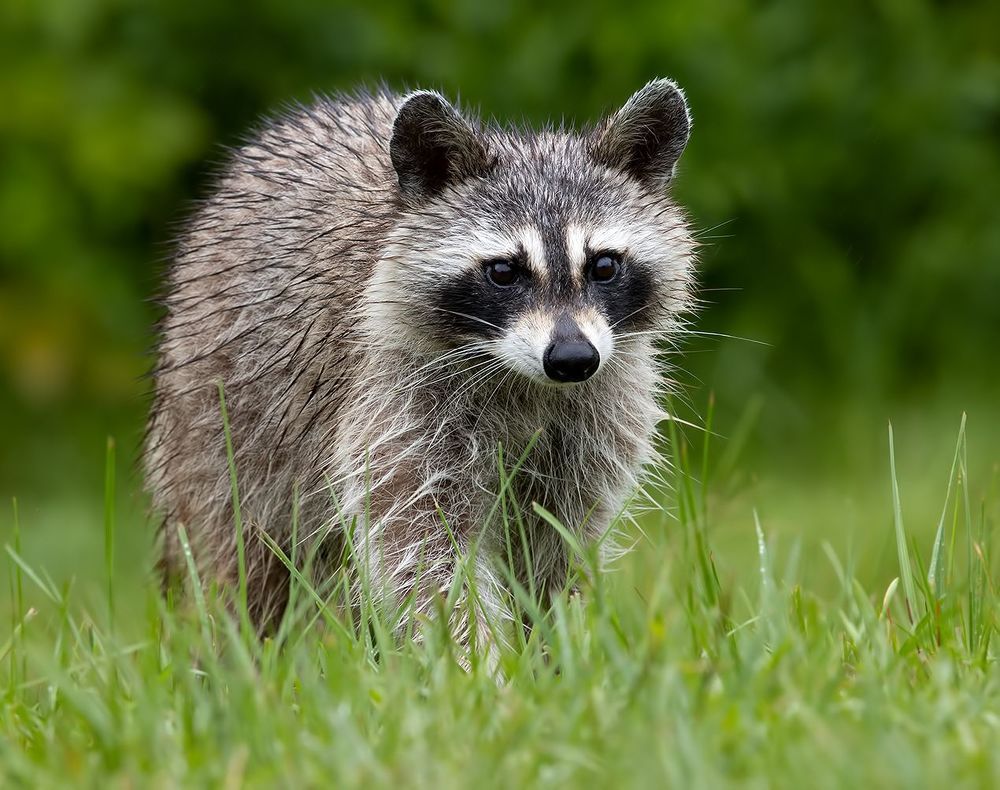 Raccoon - Енот-полоскун