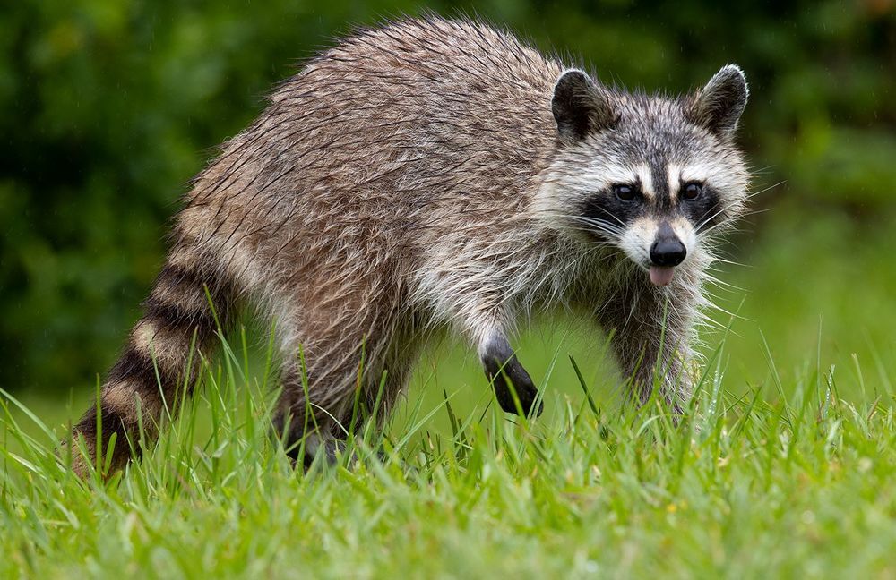 Raccoon - Енот-полоскун