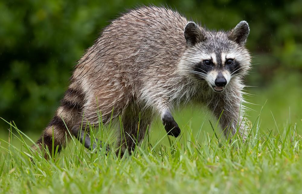 Raccoon - Енот-полоскун