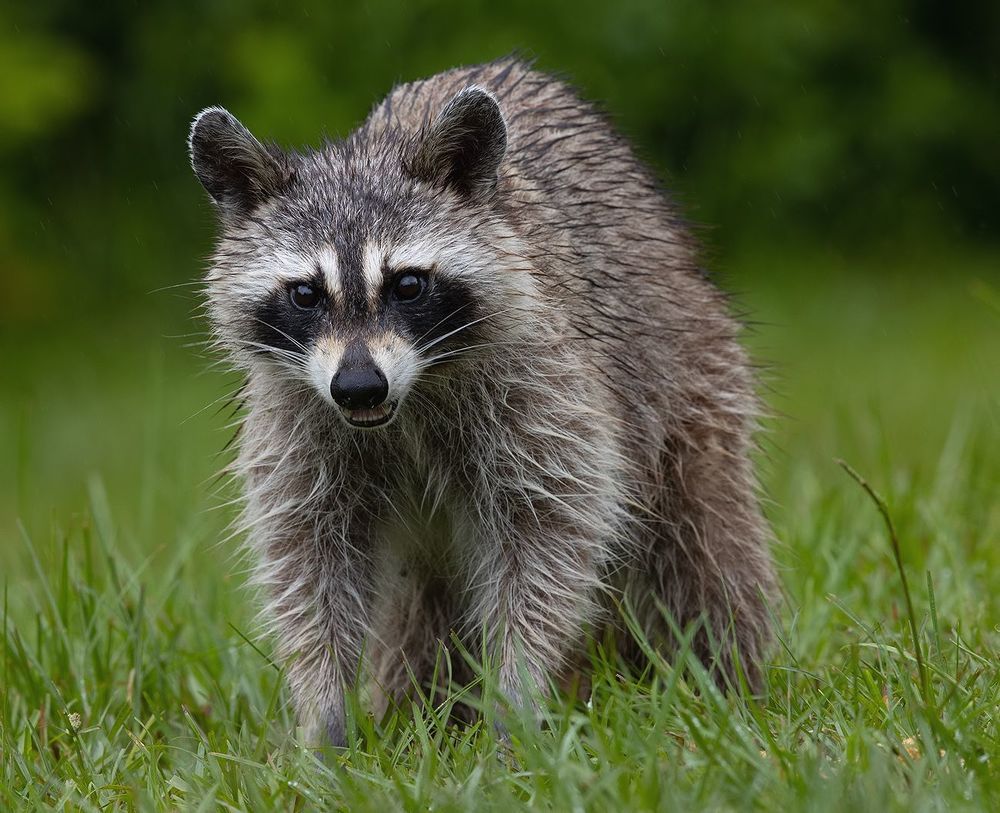 Raccoon - Енот-полоскун