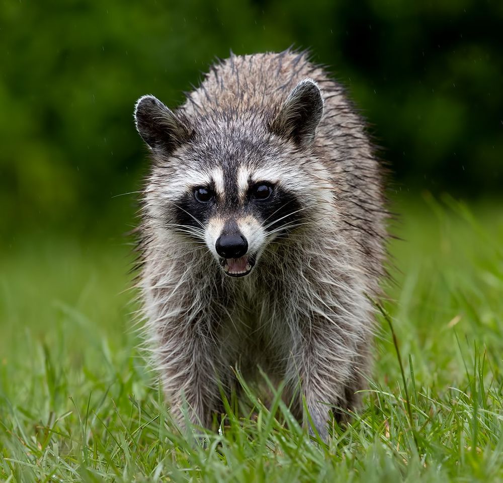 Raccoon - Енот-полоскун