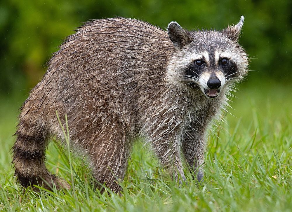 Raccoon - Енот-полоскун
