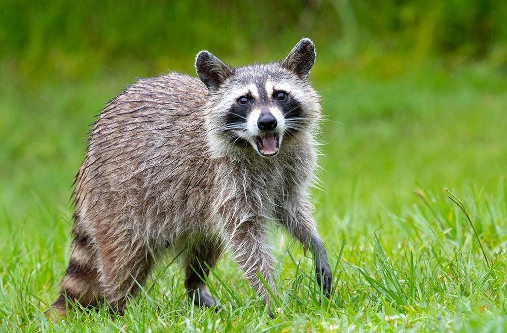 Raccoon - Енот-полоскун