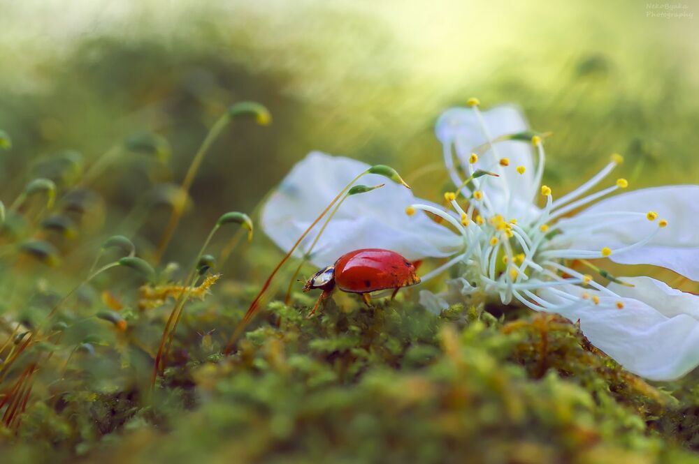 Божья коровка и последний вишневый цветок