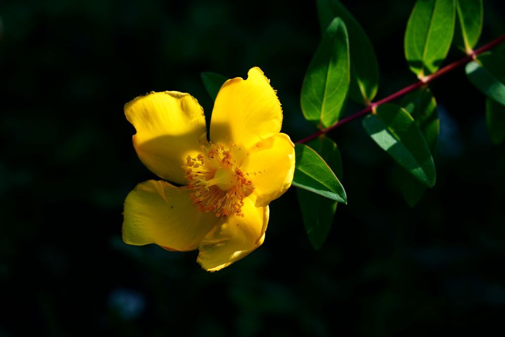 Beautiful yellow