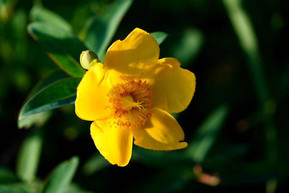 Beautiful yellow