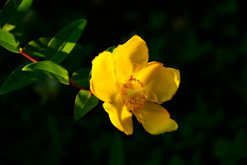 Beautiful yellow