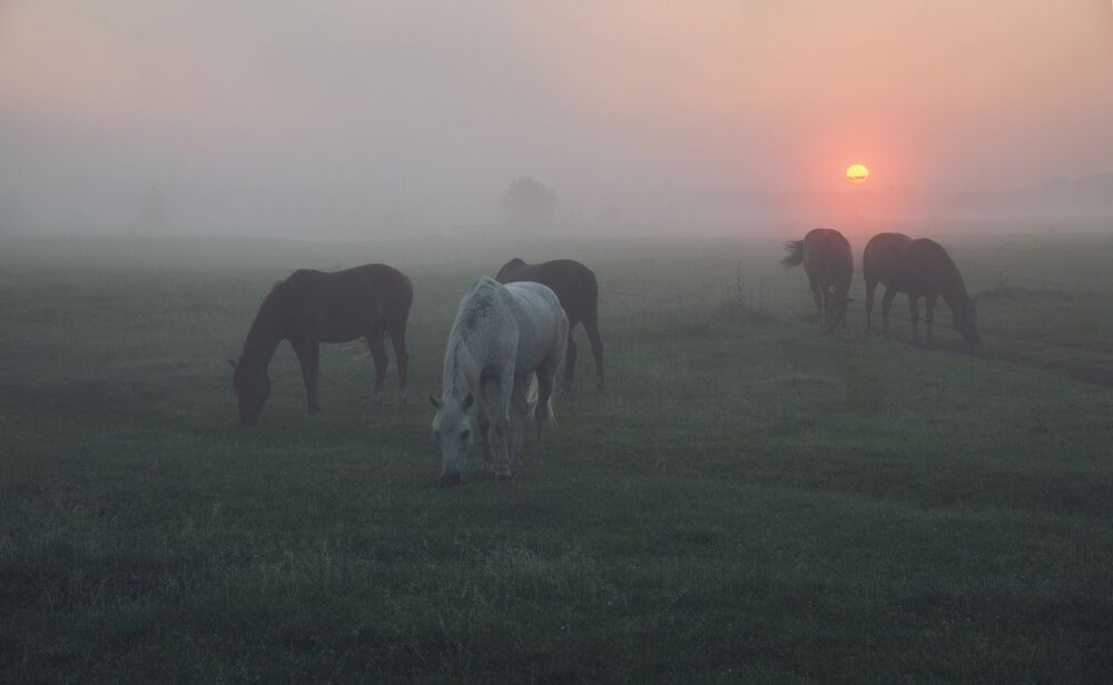 on the dawn prairies...