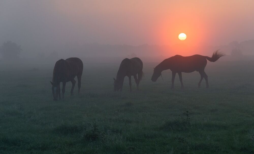 on the dawn prairies...