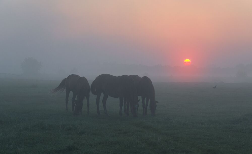 on the dawn prairies...