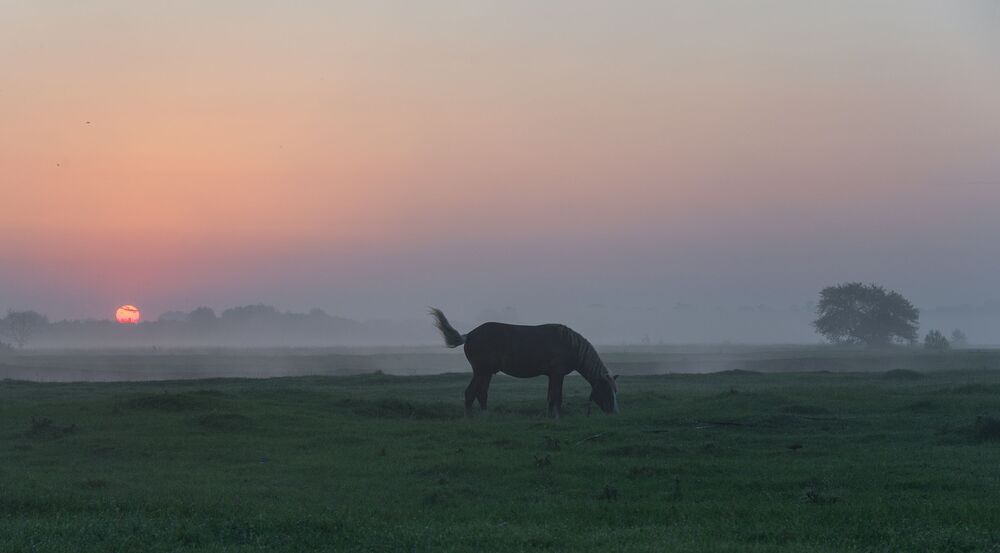 on the dawn prairies...