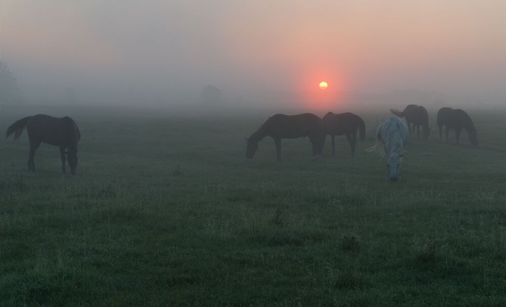 on the dawn prairies...