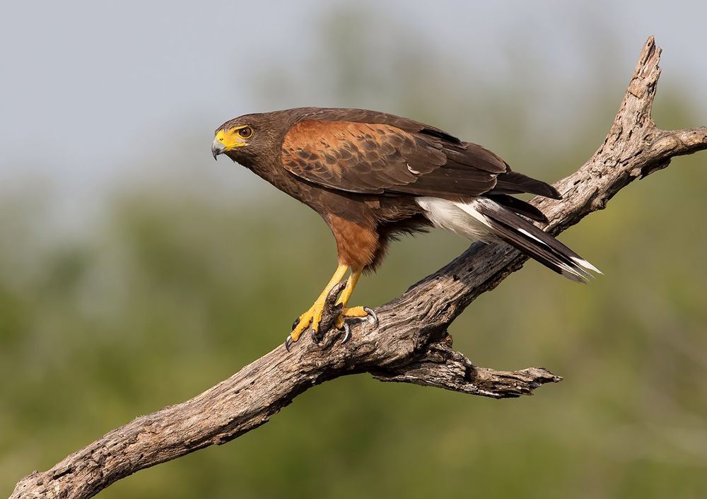 Пустынный канюк пара- Harris Hawk