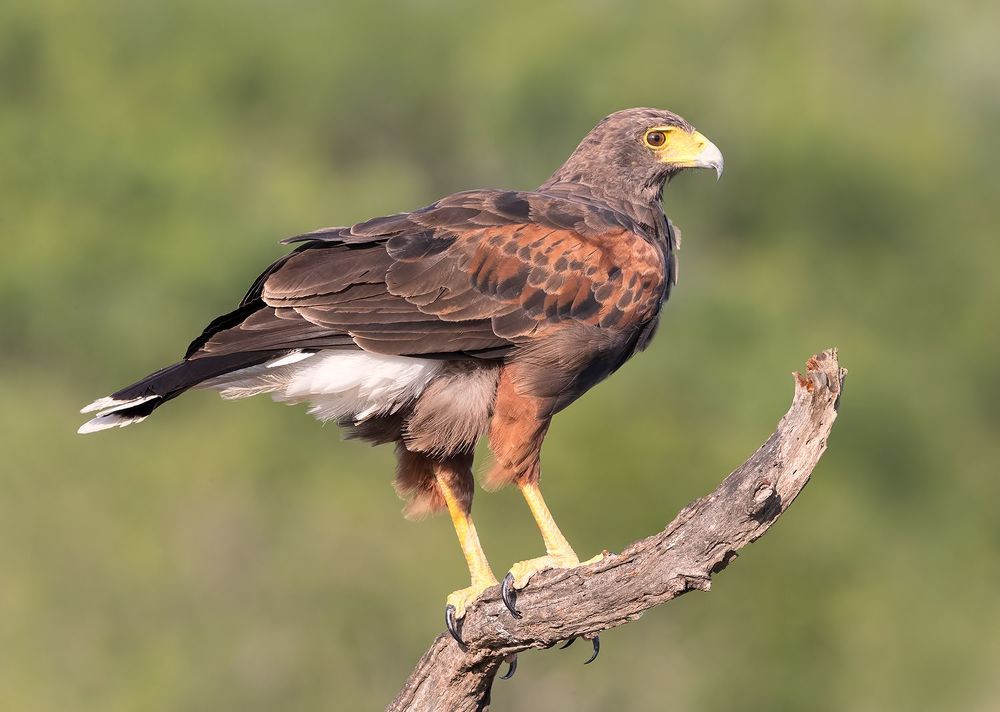 Пустынный канюк пара- Harris Hawk