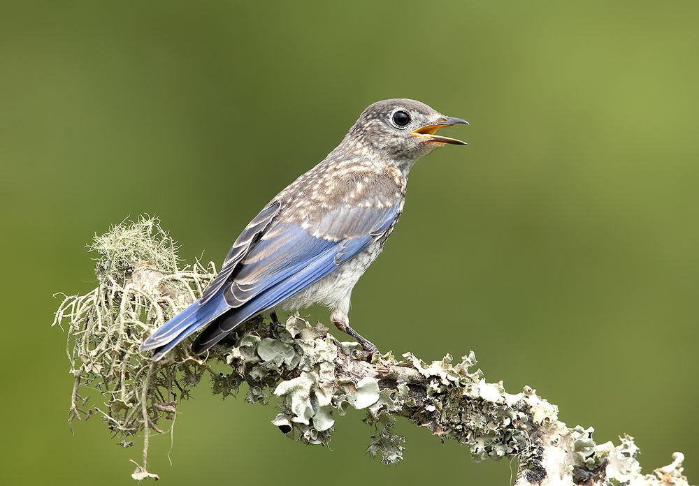 Слётки. Восточная сиалия -Eastern Bluebird