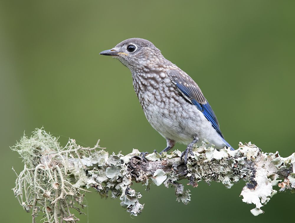 Слётки. Восточная сиалия -Eastern Bluebird