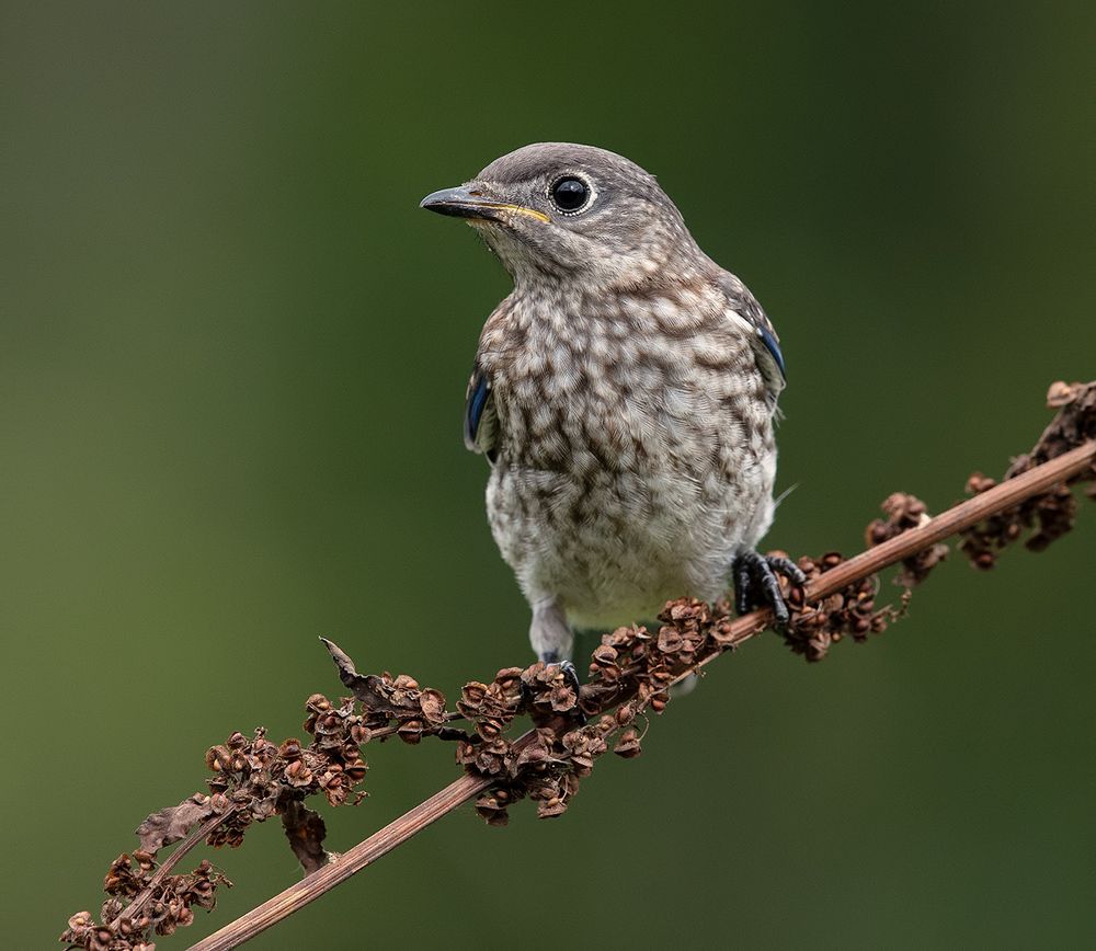 Слётки. Восточная сиалия -Eastern Bluebird