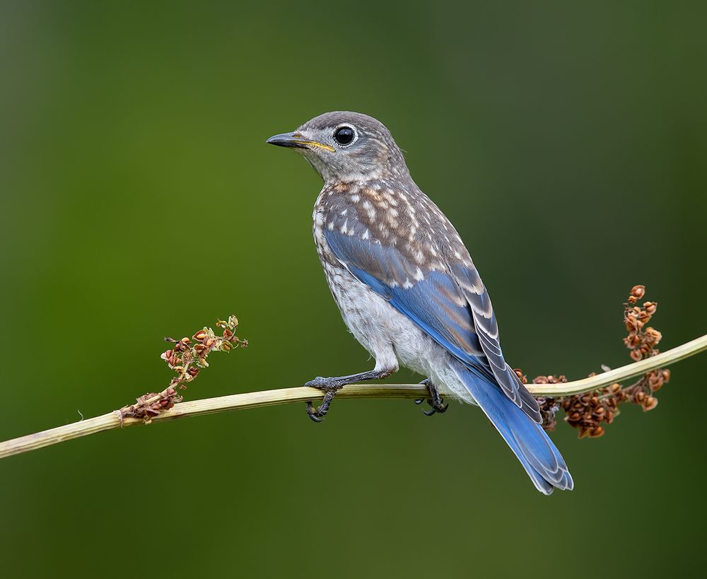 Слётки. Восточная сиалия -Eastern Bluebird