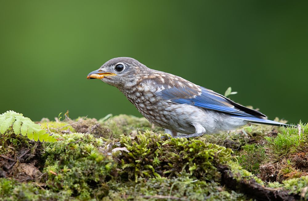 Слётки. Восточная сиалия -Eastern Bluebird