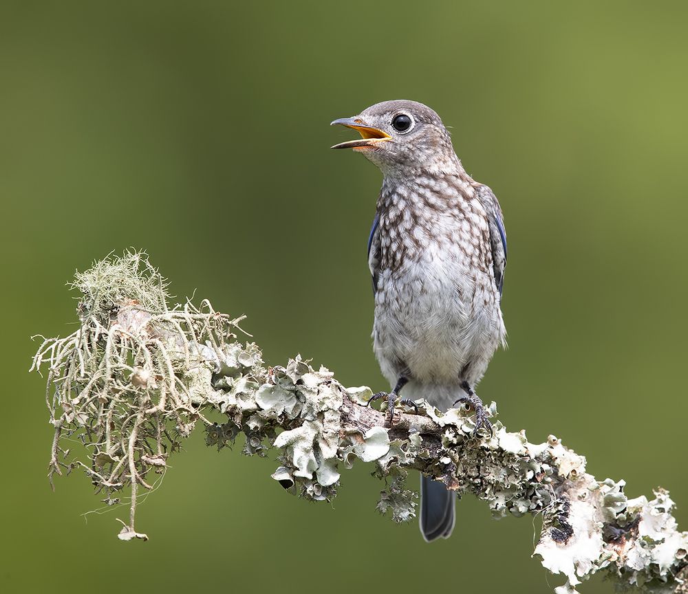 Слётки. Восточная сиалия -Eastern Bluebird