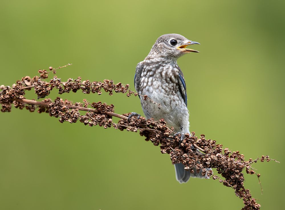Слётки. Восточная сиалия -Eastern Bluebird