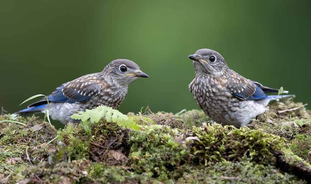 Слётки. Восточная сиалия -Eastern Bluebird