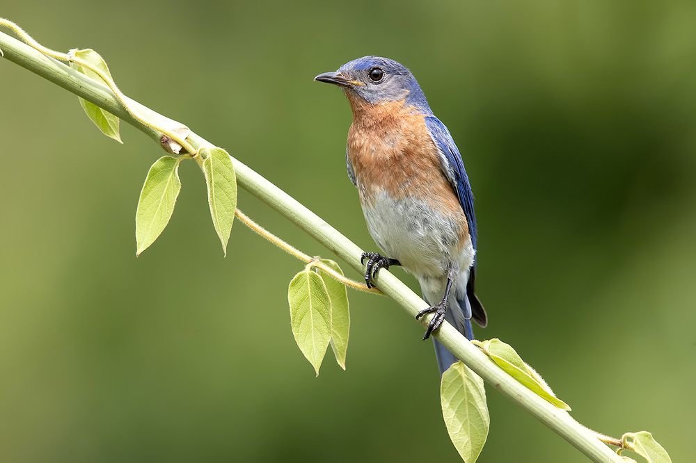 Восточная сиалия пара - Eastern Bluebird