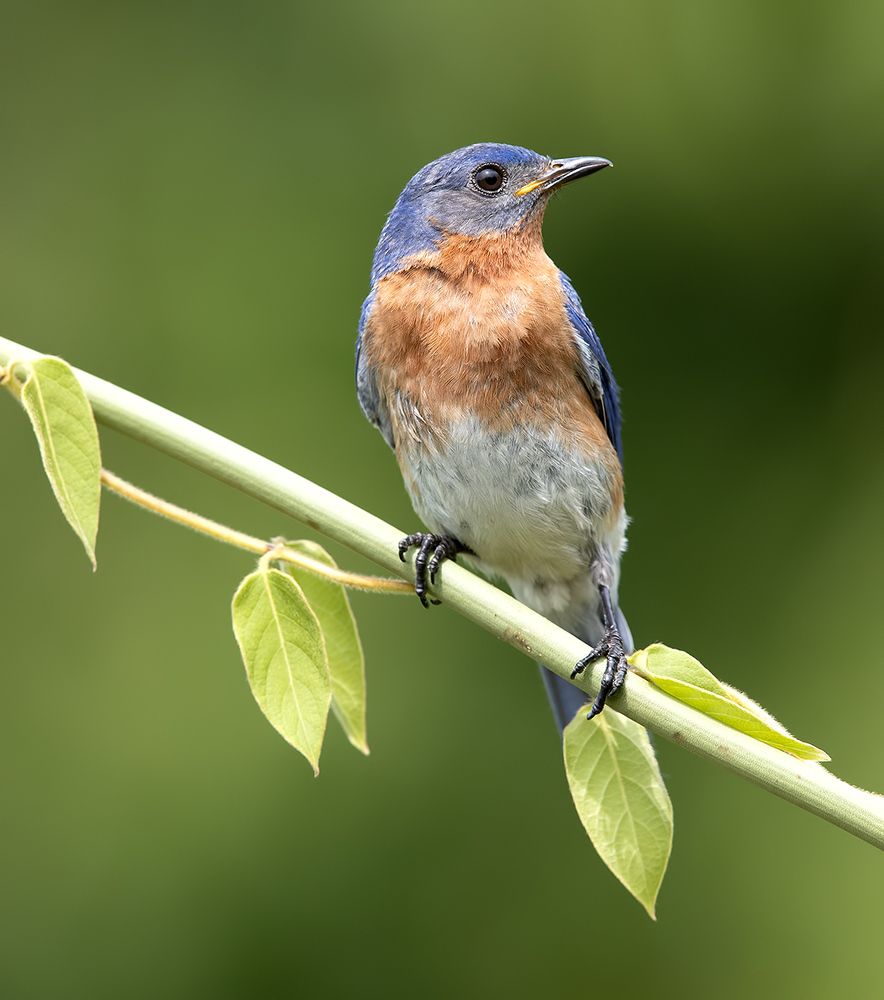 Восточная сиалия пара - Eastern Bluebird