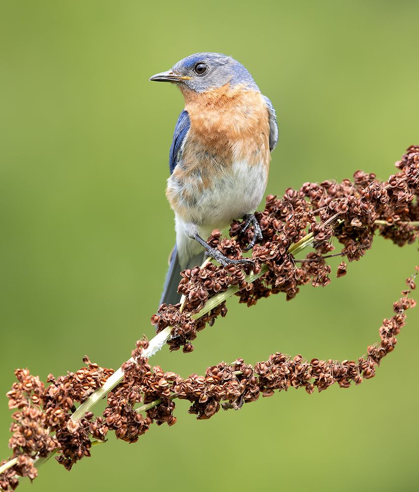 Восточная сиалия пара - Eastern Bluebird