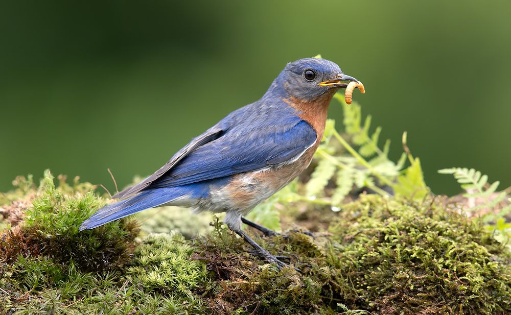 Восточная сиалия пара - Eastern Bluebird