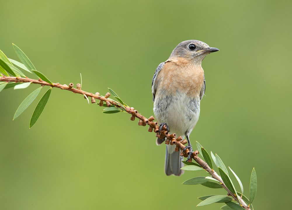 Восточная сиалия пара - Eastern Bluebird