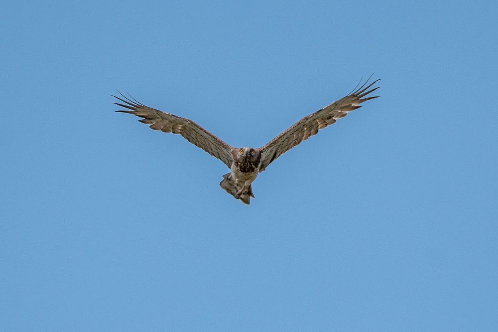 Short-toed Snake Eagle