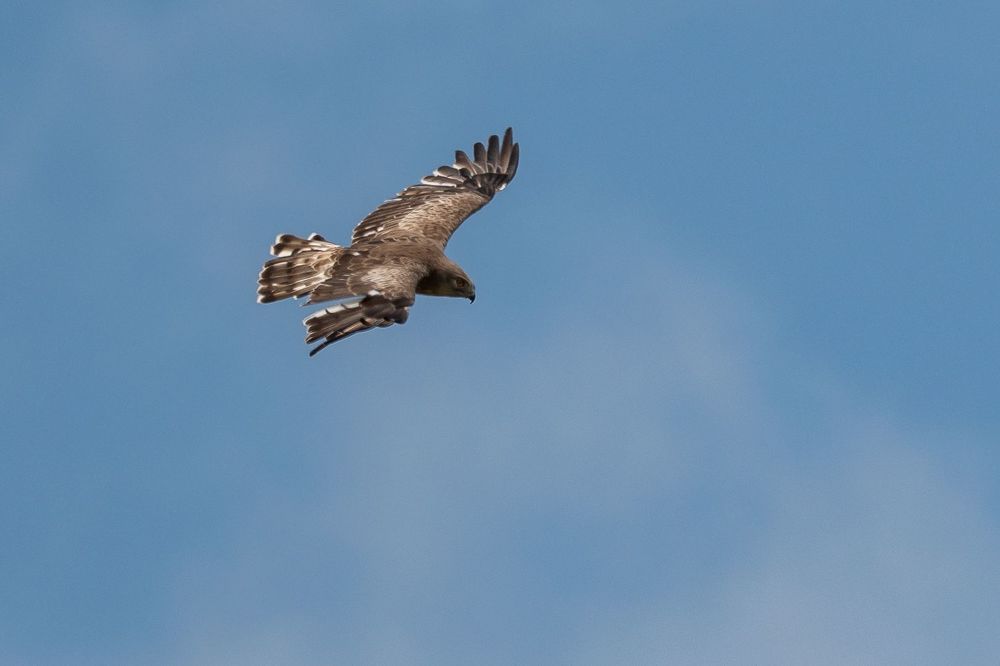 Short-toed Snake Eagle