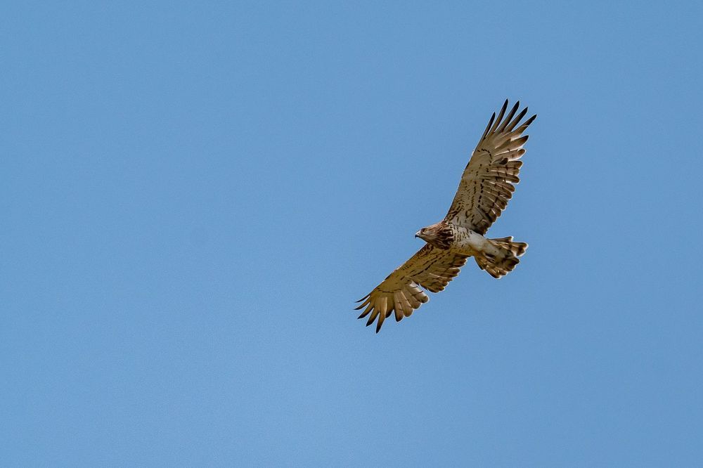 Short-toed Snake Eagle