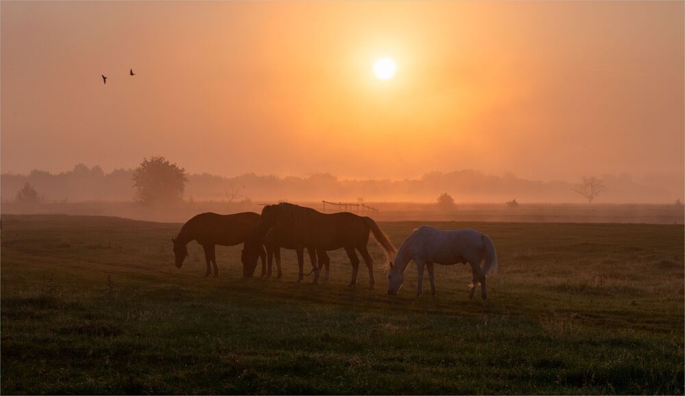 morning on the prairies....