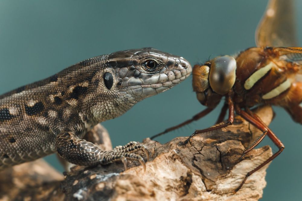 Давай знакомиться!