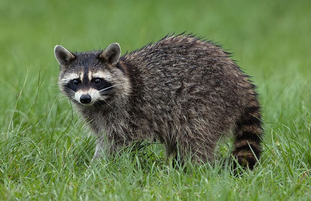 Raccoon - Енот-полоскун