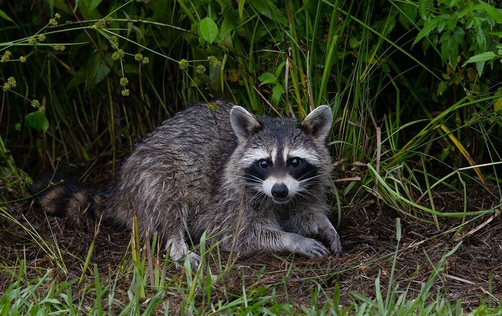 Raccoon - Енот-полоскун