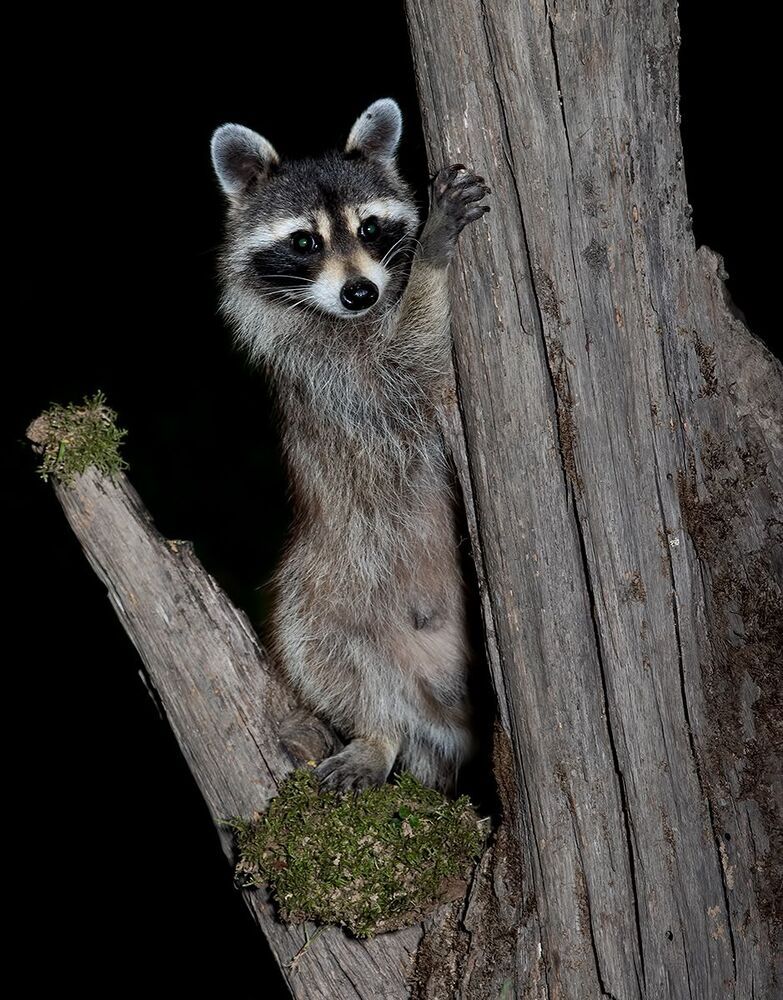 Raccoon - Енот-полоскун