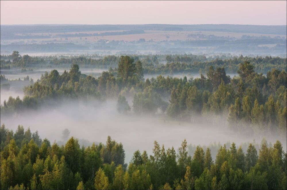 На опушке распух туман