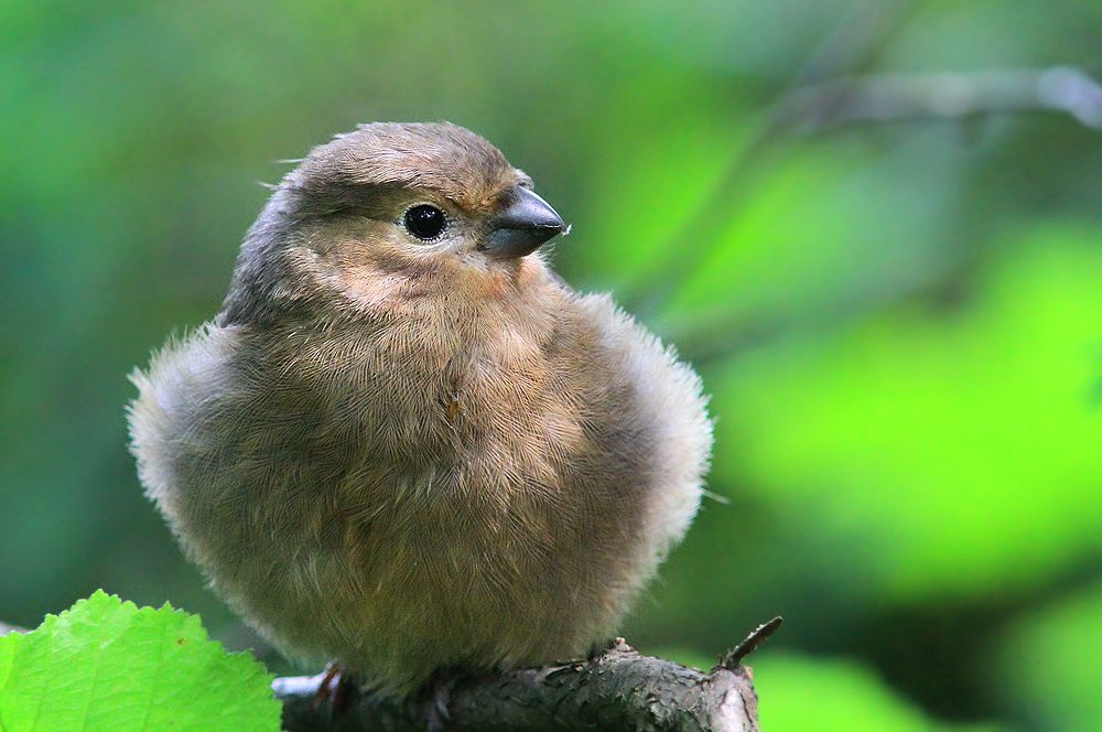 Кормление снегирёнка