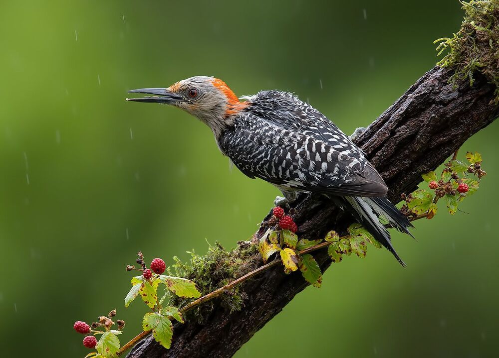 Каролинский меланерпес -Red-bellied Woodpecker