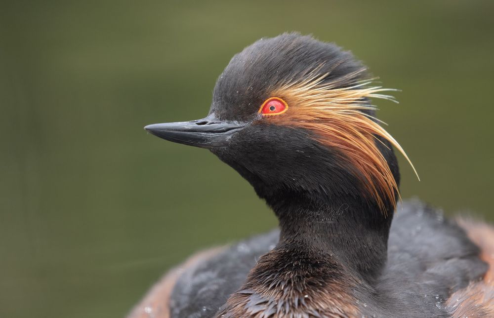 Black necked grebe