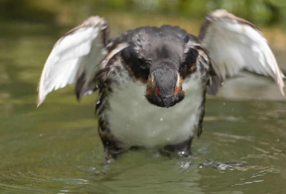 Black necked grebe