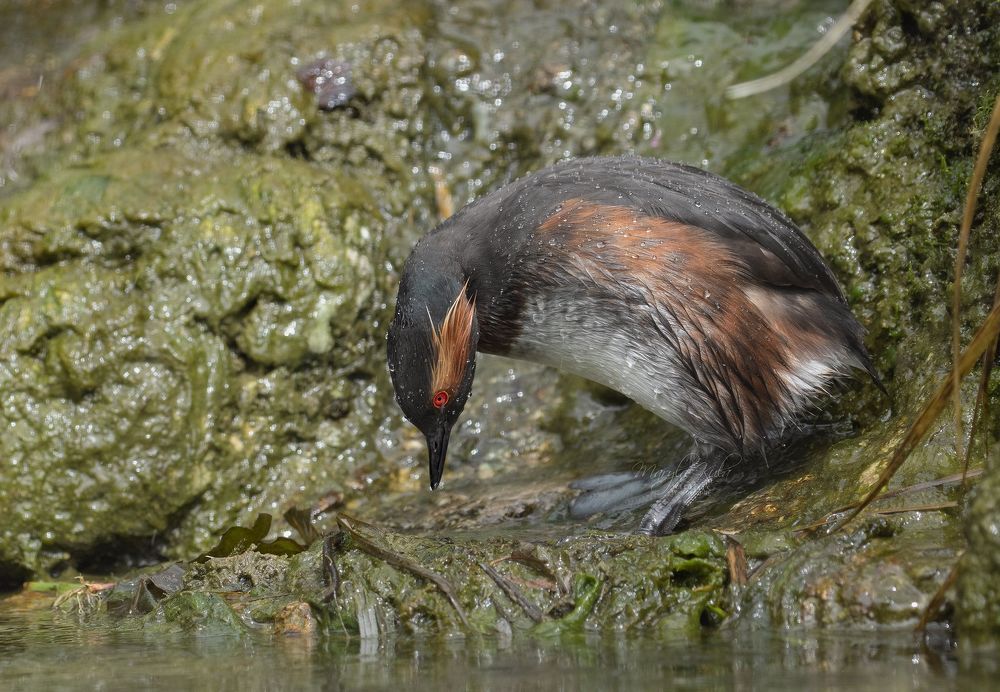 Black necked grebe