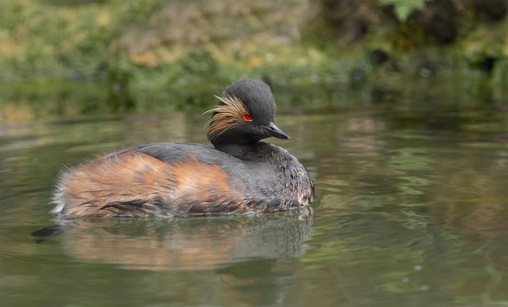 Black necked grebe