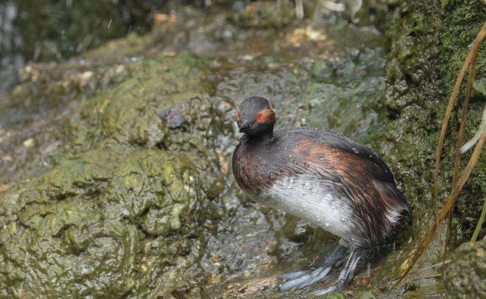 Black necked grebe