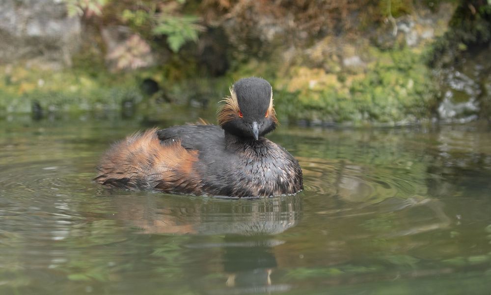 Black necked grebe